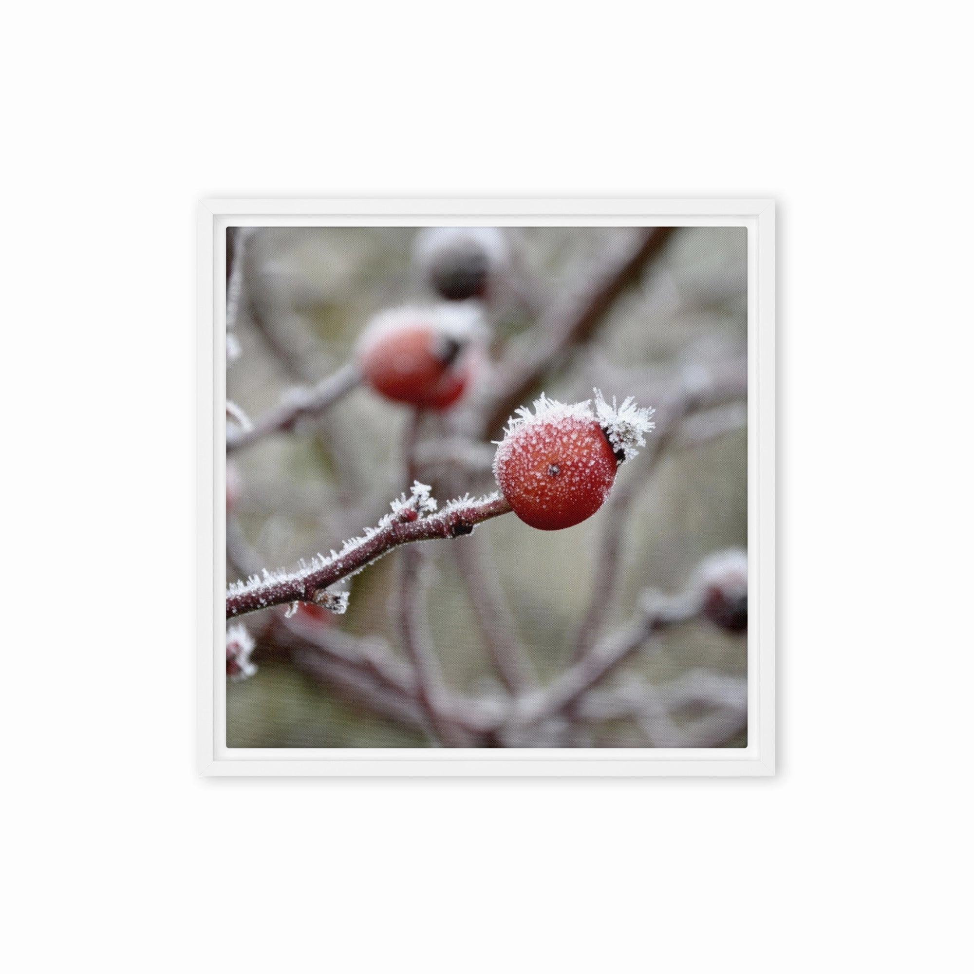 Canvas - Winter Berries II