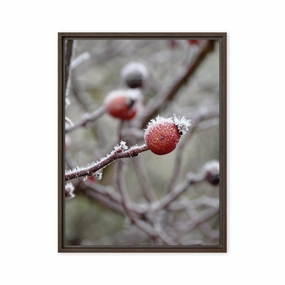 Canvas - Winter Berries II canvas mural art