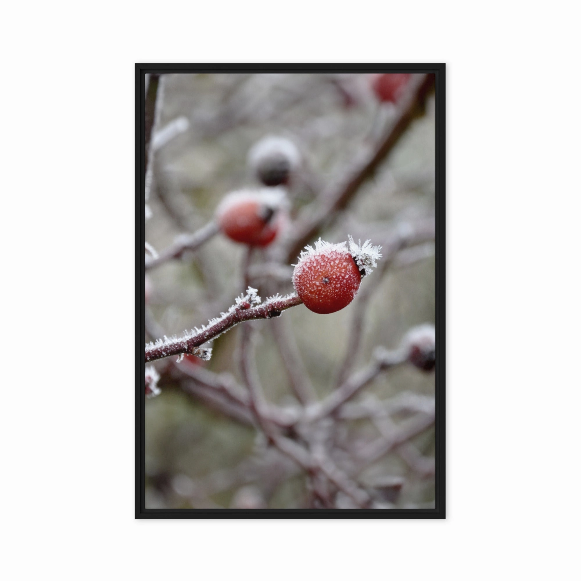 Canvas - Winter Berries II