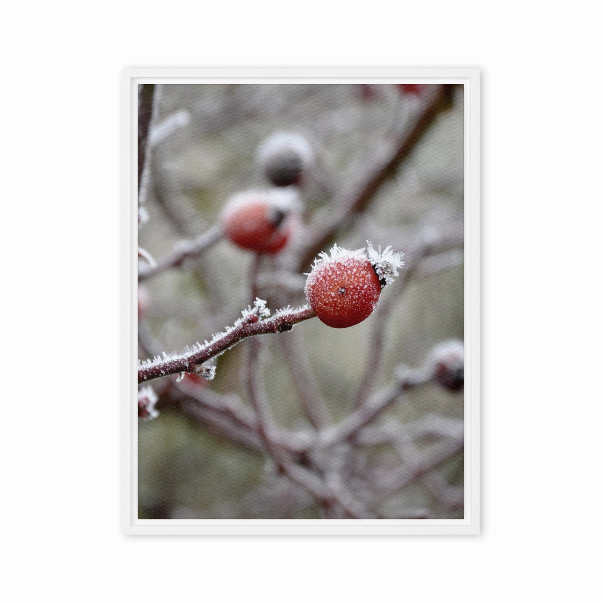 Canvas - Winter Berries II