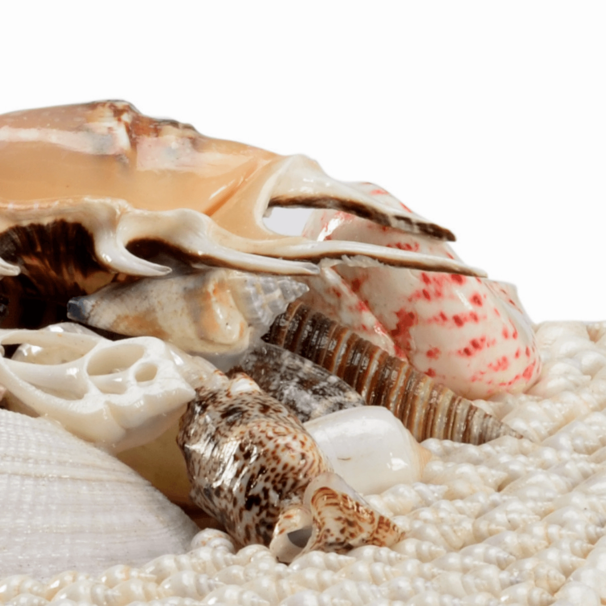 Coastal White Shell Set of Two Decorative Boxes