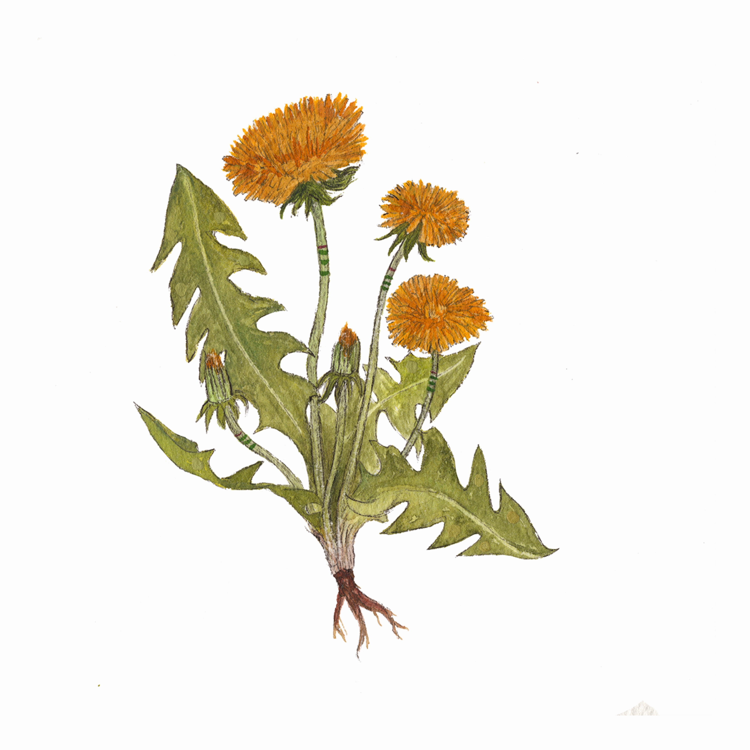 Collector: Dandelions - Art Print framed wall decor