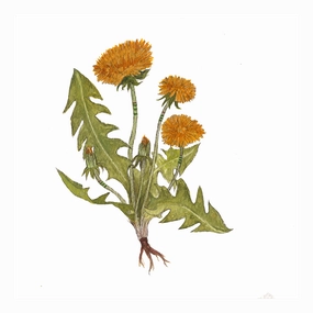 Collector: Dandelions - Art Print framed wall decor
