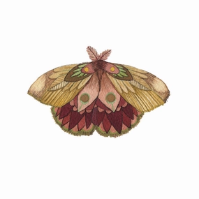 Collector: Moth 11 - Art Print framed wall decor