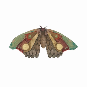 Collector: Moth 12 - Art Print framed wall decor
