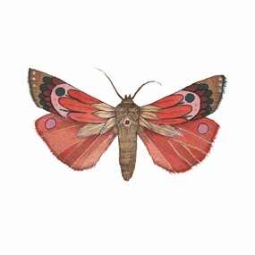 Collector: Moth 1 - Art Print framed wall decor