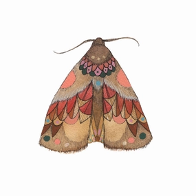 Collector: Moth 2 - Art Print framed wall decor