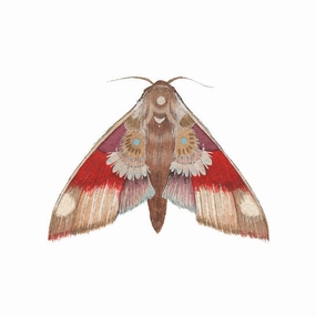 Collector: Moth 5 - Art Print framed wall decor