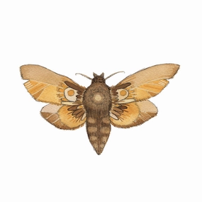 Collector: Moth 6 - Art Print framed wall decor