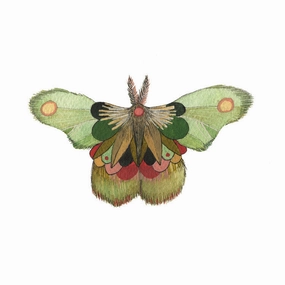 Collector: Moth 8 - Art Print framed wall decor