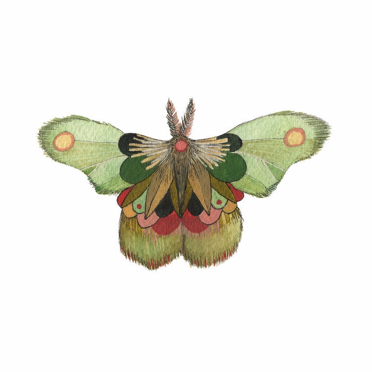 Collector: Moth 8 - Art Print framed wall decor