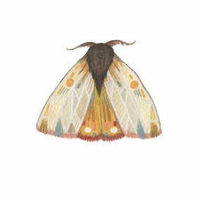 Collector: Moth 9 - Art Print framed wall decor