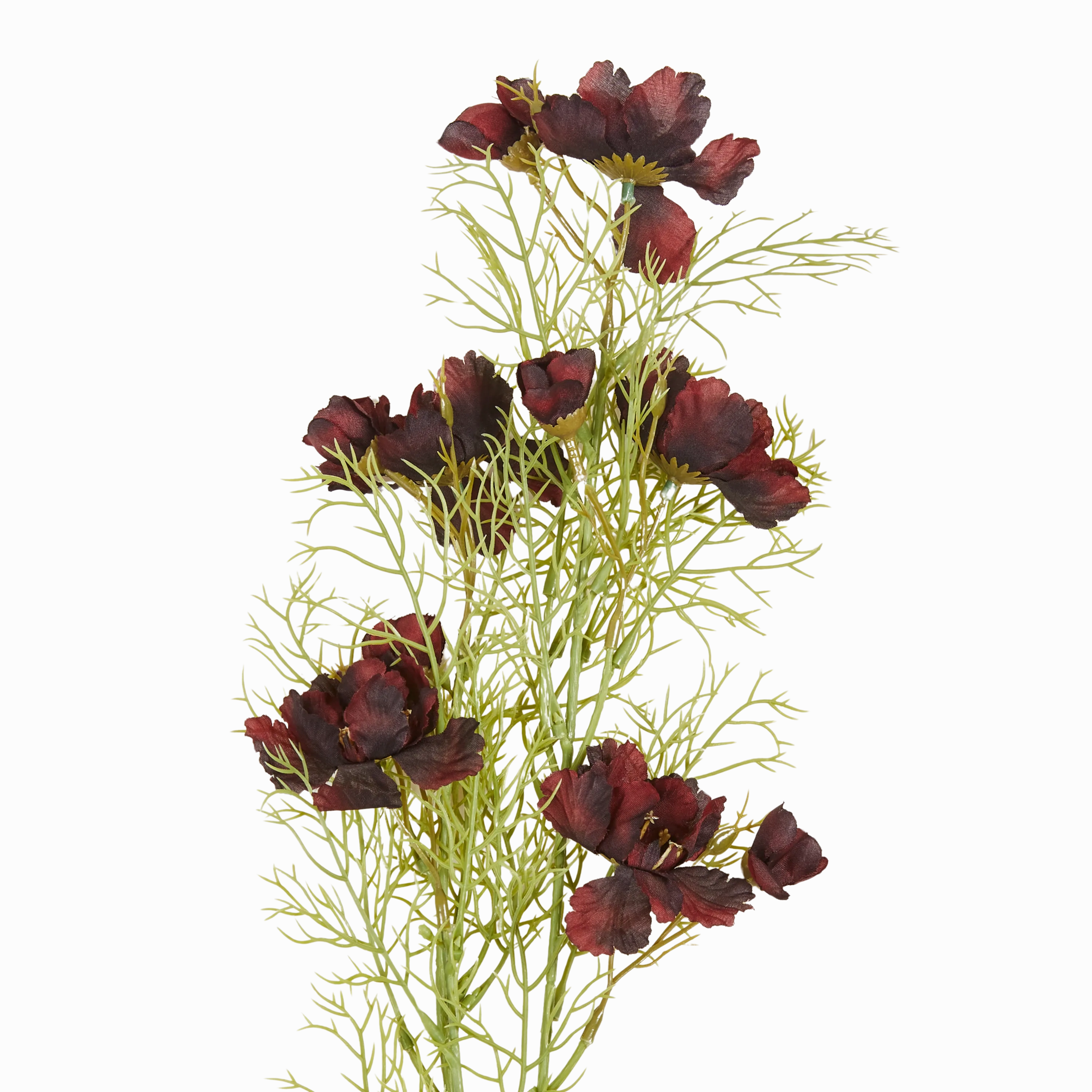 Cosmos Stem