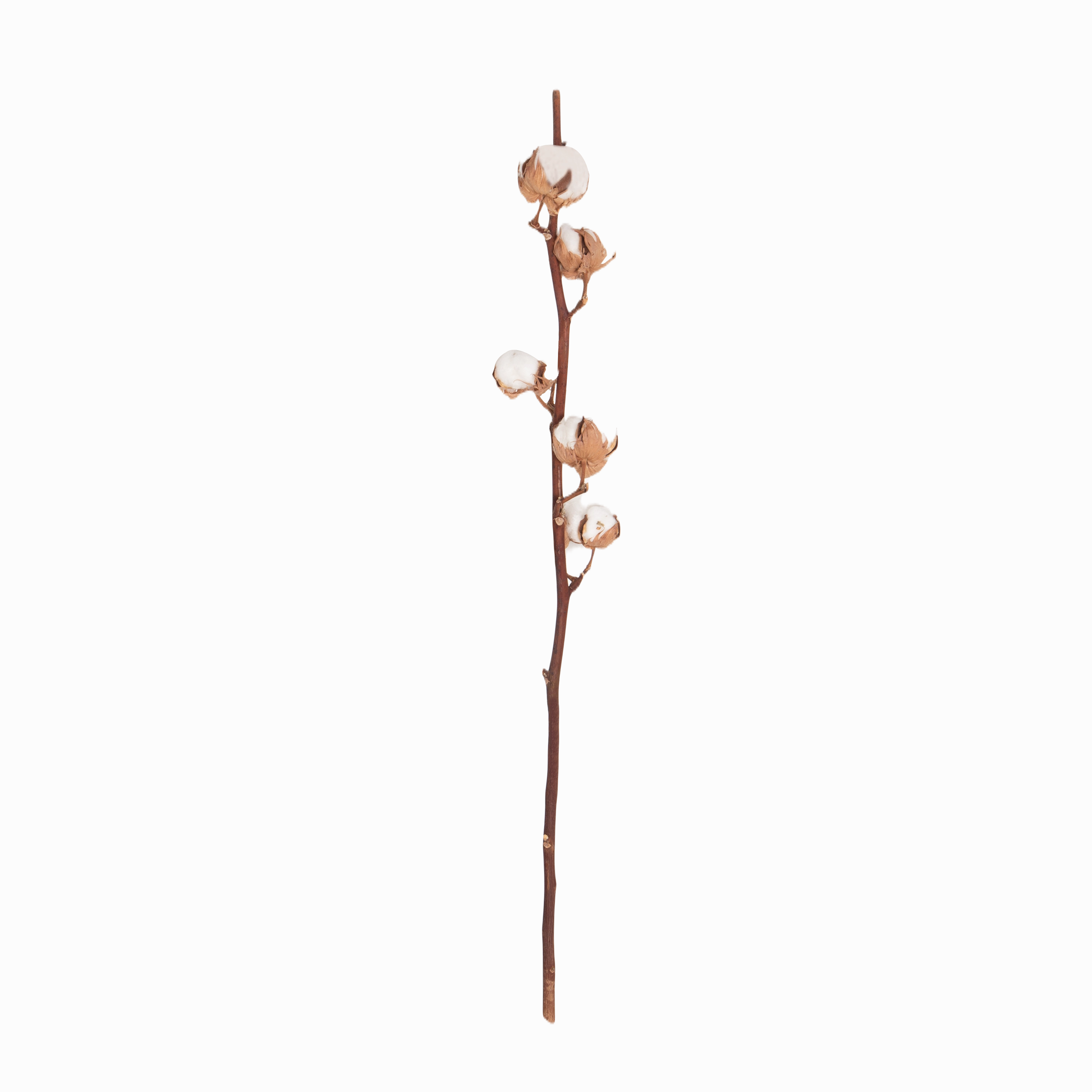 Cotton Stem elegant wall decor
