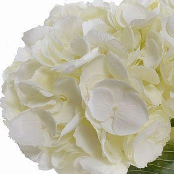 Cream Faux Hydrangea Arrangement in Glass Cylinder