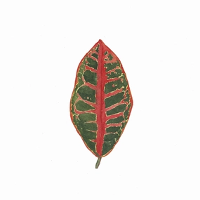 Croton Plant Houseplant Art Print framed wall decor