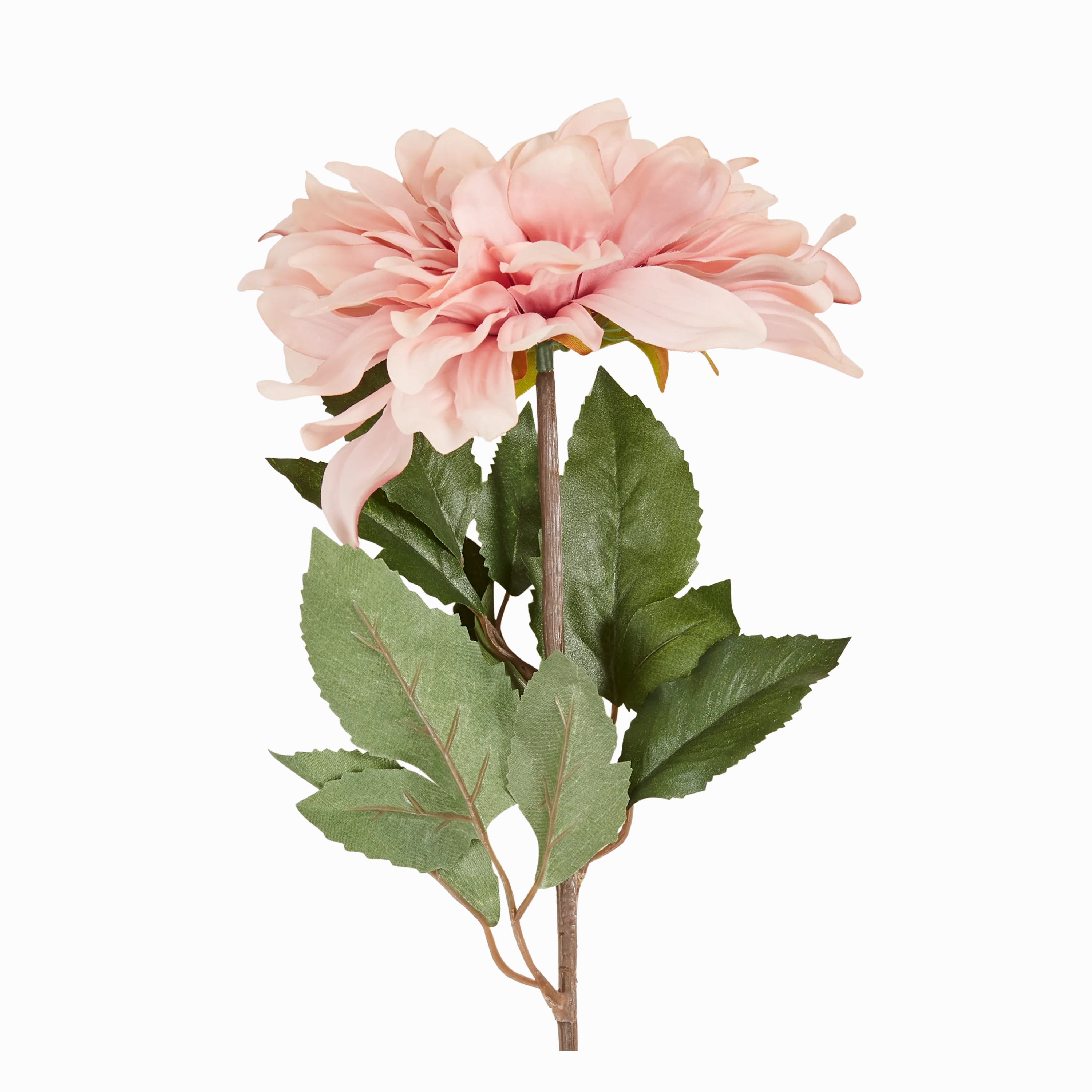 Dahlia Stem