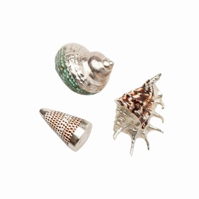 Decorative Assortment of Mixed Shells home display ornament