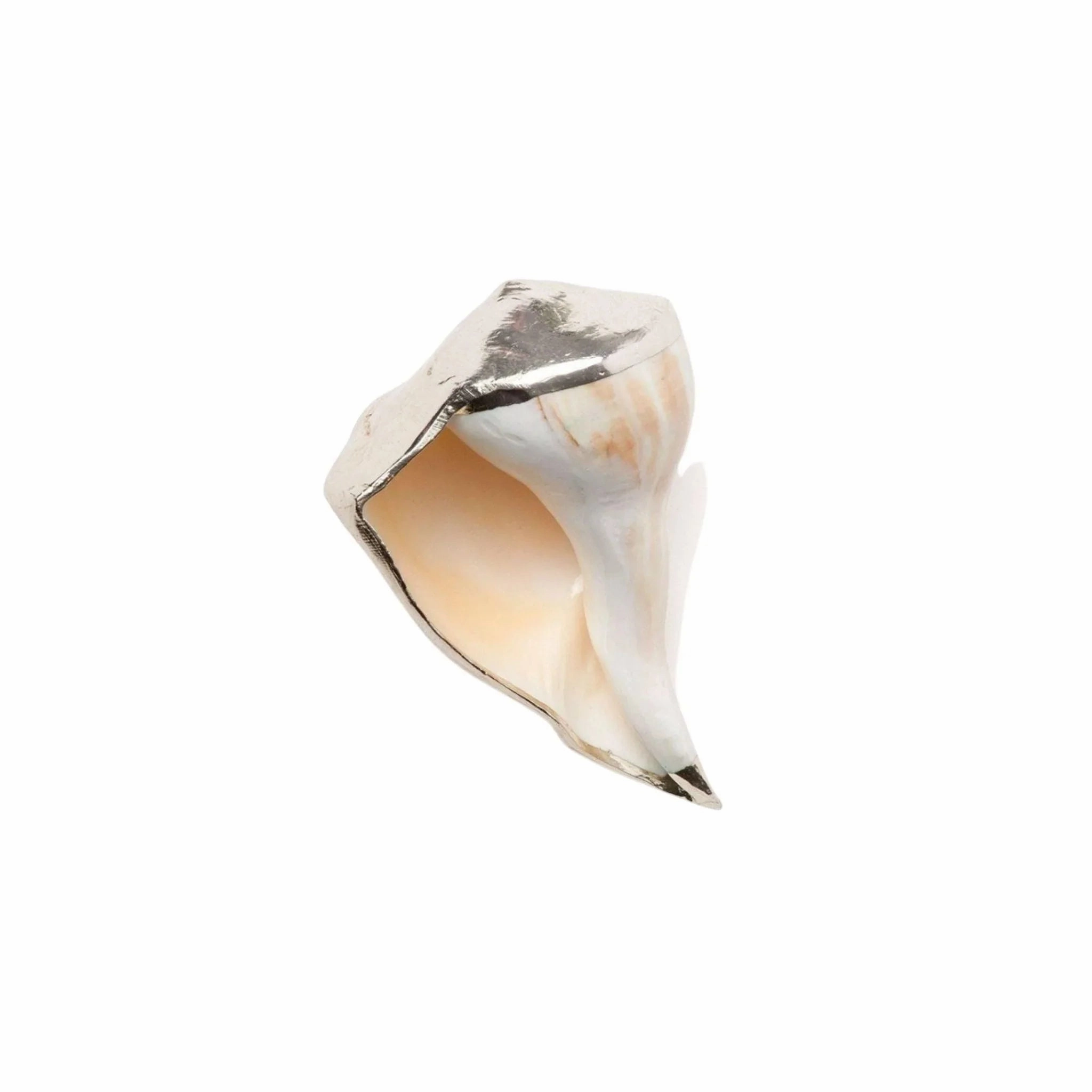 Decorative Silver Whelk Shells