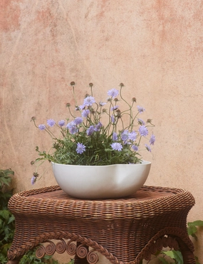 Dempsy Low Planter by Sarah Sherman Samuel decorative tabletop item