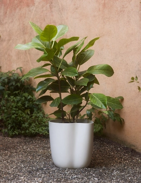 Dempsy Planter by Sarah Sherman Samuel decorative tabletop item