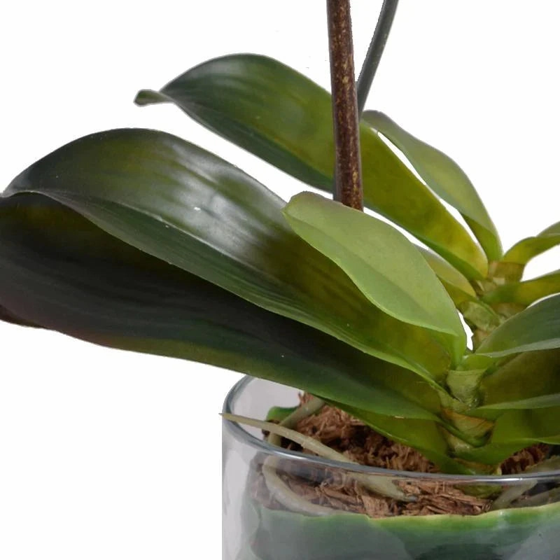Double Stem White Phalaenopsis Orchid in Glass Bowl