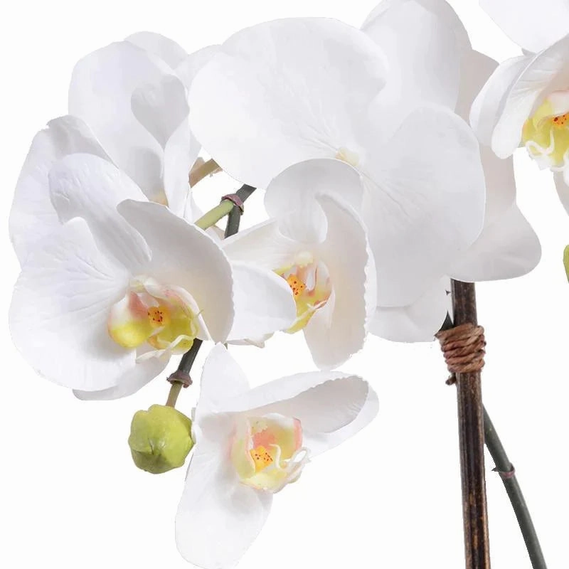 Double Stem White Phalaenopsis Orchid in Glass Bowl