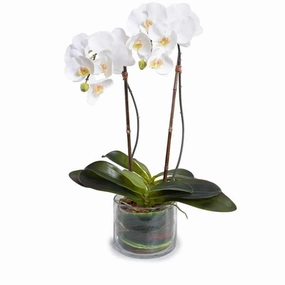 Double Stem White Phalaenopsis Orchid in Glass Bowl home display ornament