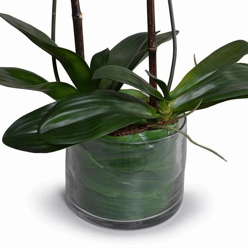 Double Stem White Phalaenopsis Orchid in Glass Bowl