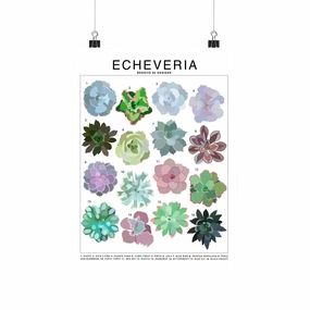 Echeveria Species Id Chart - Houseplant Succulent Art Print framed wall decor