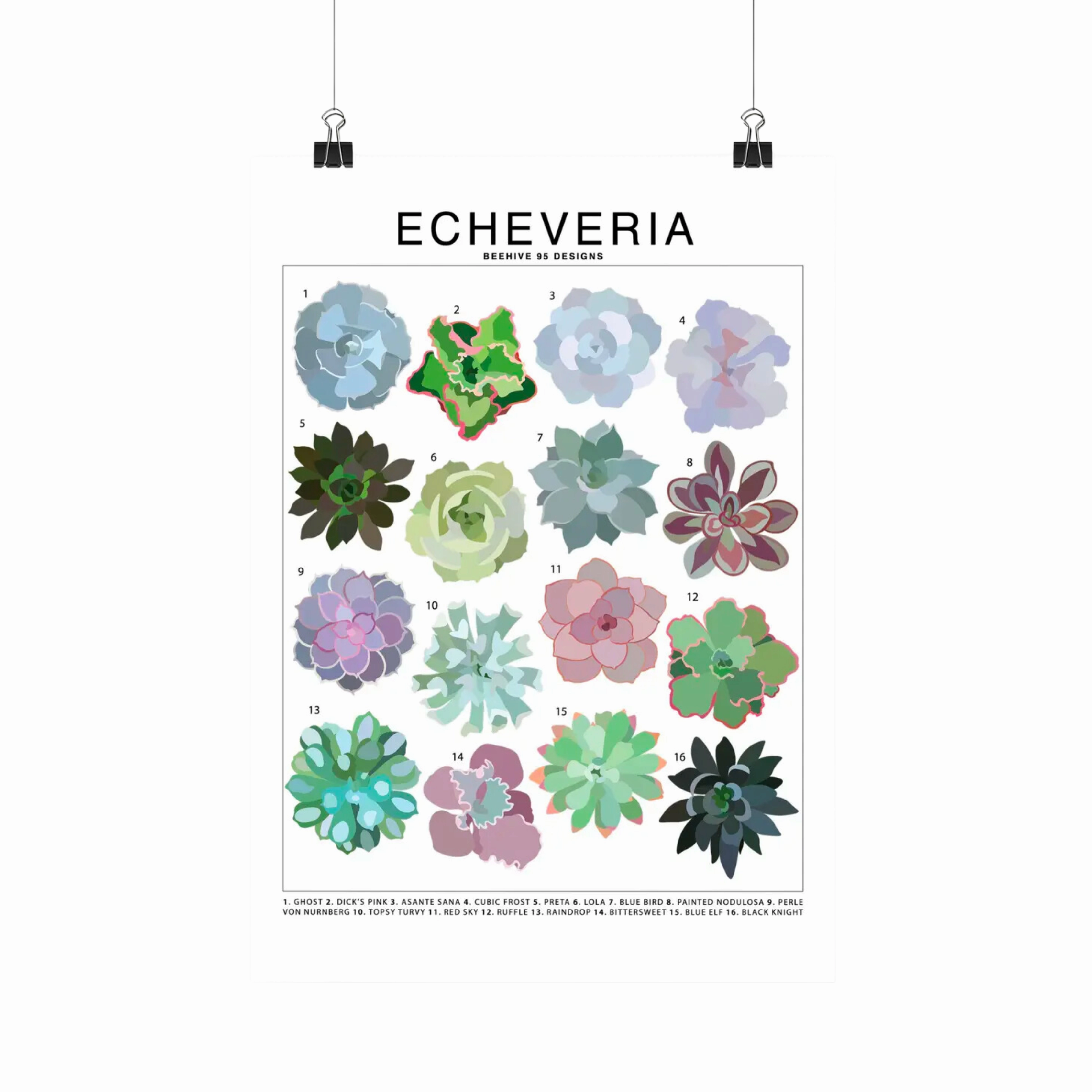 Echeveria Species Id Chart - Houseplant Succulent Art Print framed wall decor