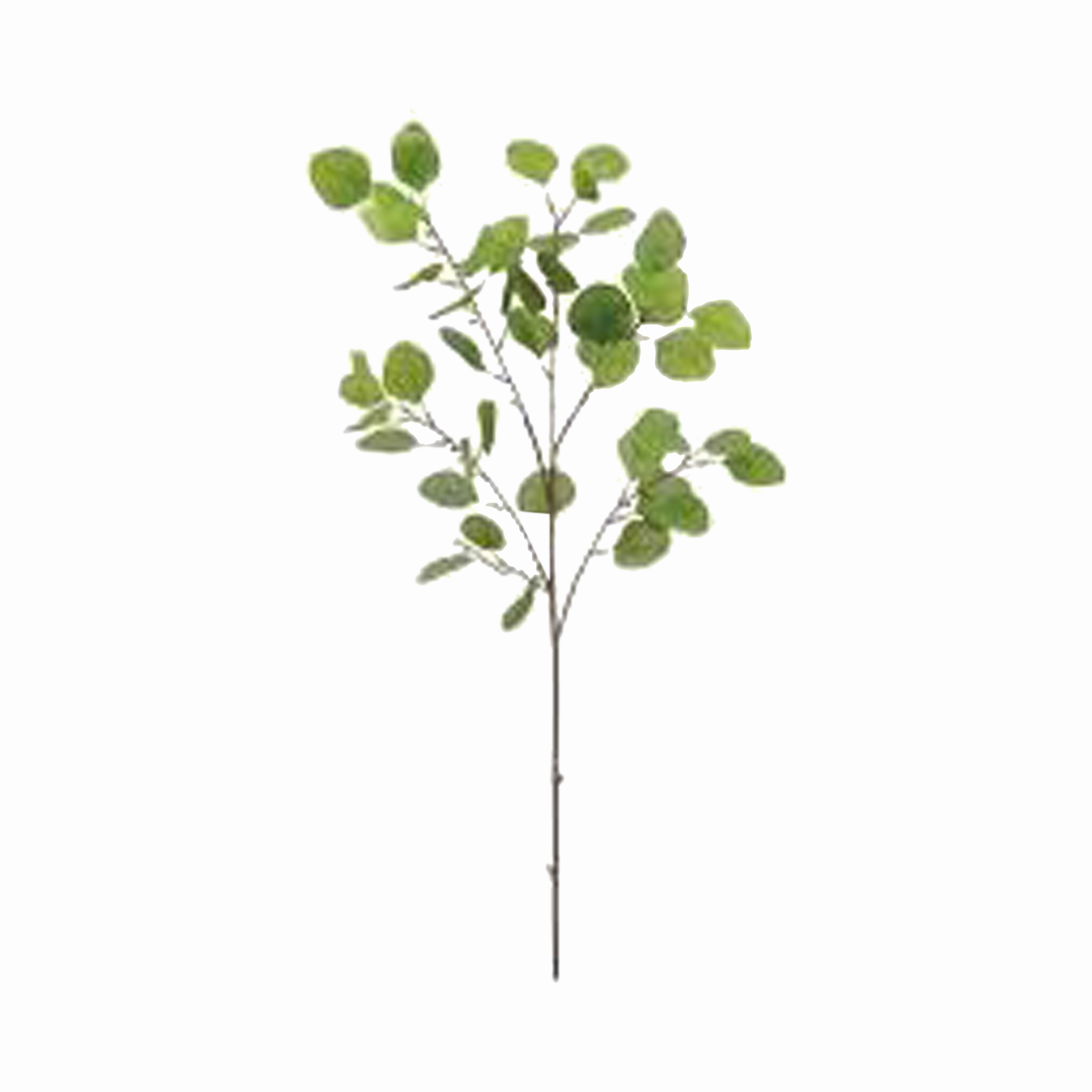 Eucalyptus Leaf Spray Plant elegant wall decor