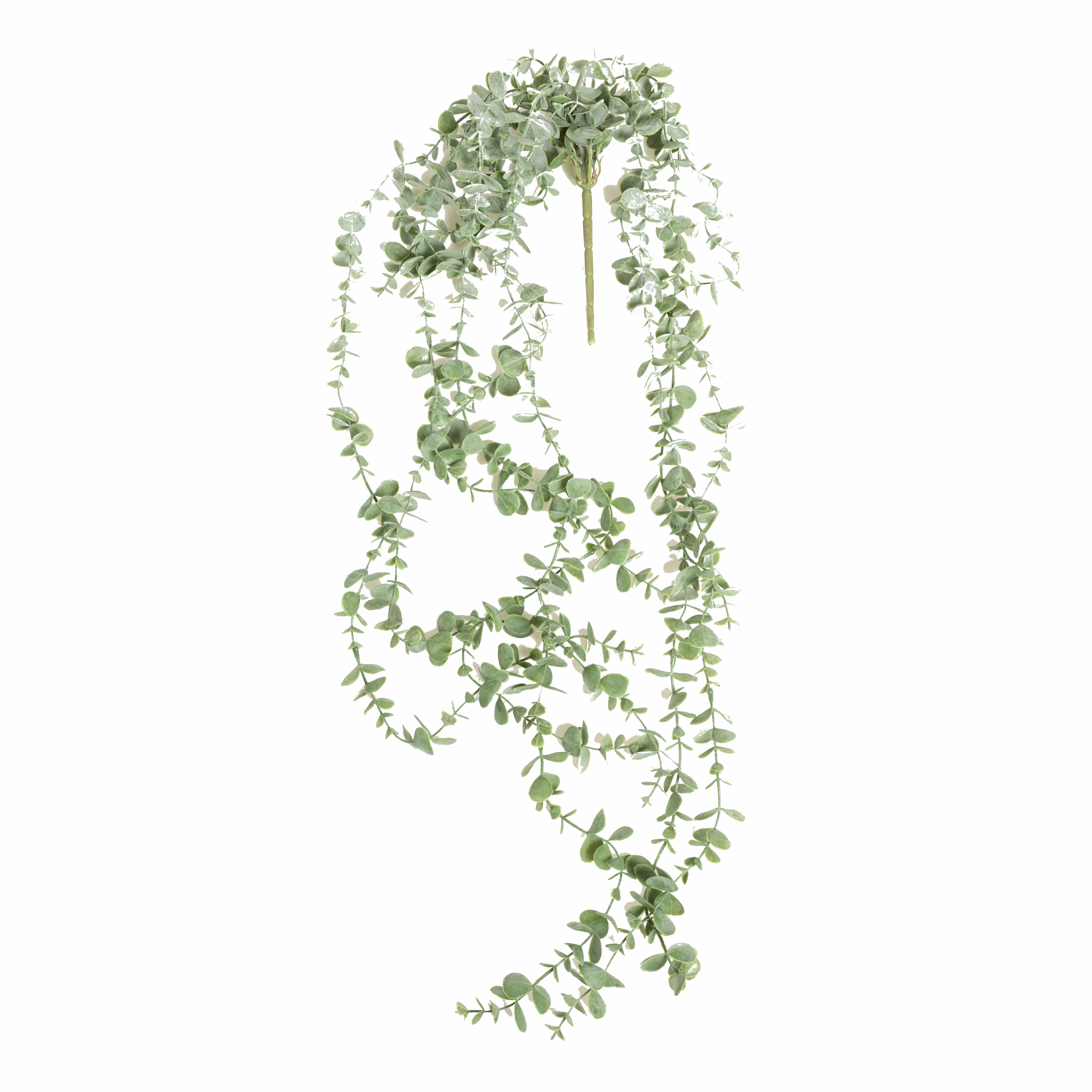 Eucalyptus Trailing Stem