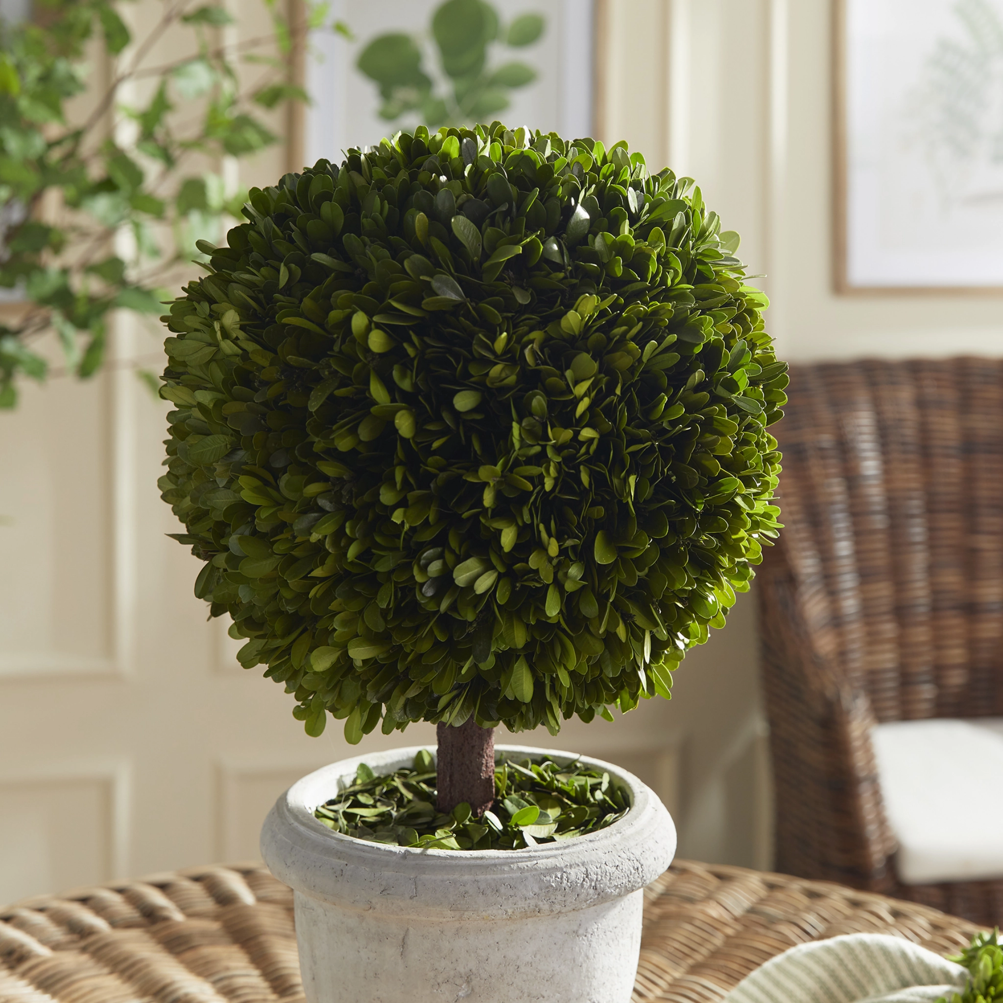 Faux Boxwood Single Ball 11" Topiary in White Pot