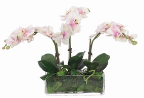 Faux Orchid Phalaenopsis Arrangement in Moss and Rectangular Glass Vase home display ornament