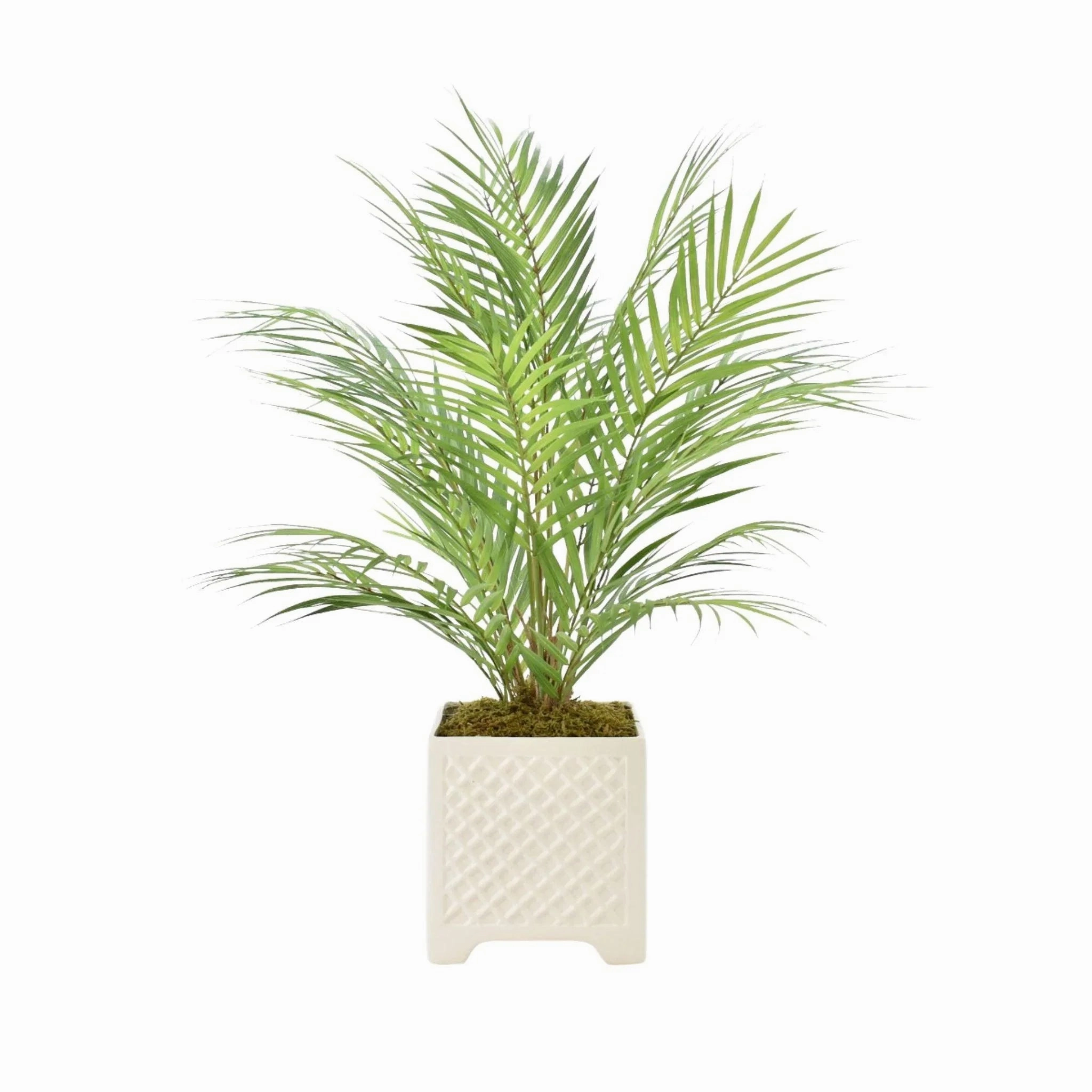 Faux Palm Tree in Ceramic Square Pot home display ornament