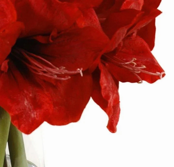 Faux Red Amaryllis Arrangement in Glass Vase