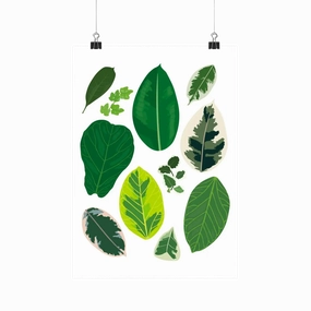 Ficus Species - Botanical Houseplant Art Print framed wall decor