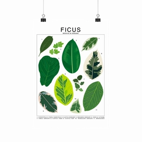 Ficus Species Id Chart - Botanical Houseplant Art Print framed wall decor