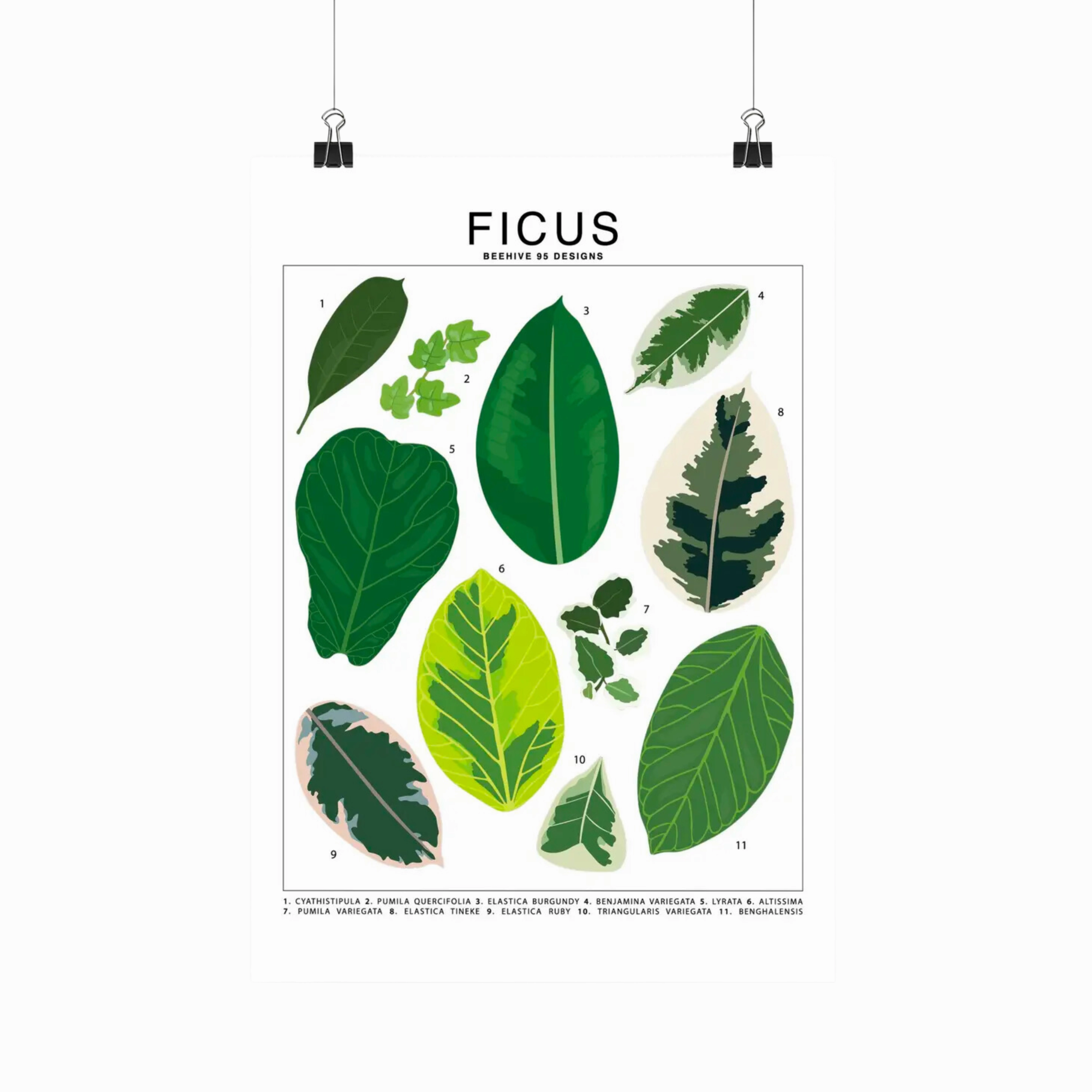Ficus Species Id Chart - Botanical Houseplant Art Print framed wall decor