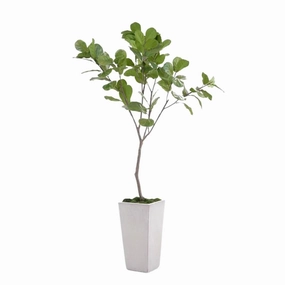 Fiddle Leaf Fig with Mood Moss in a Gray Tarro Planter home display ornament