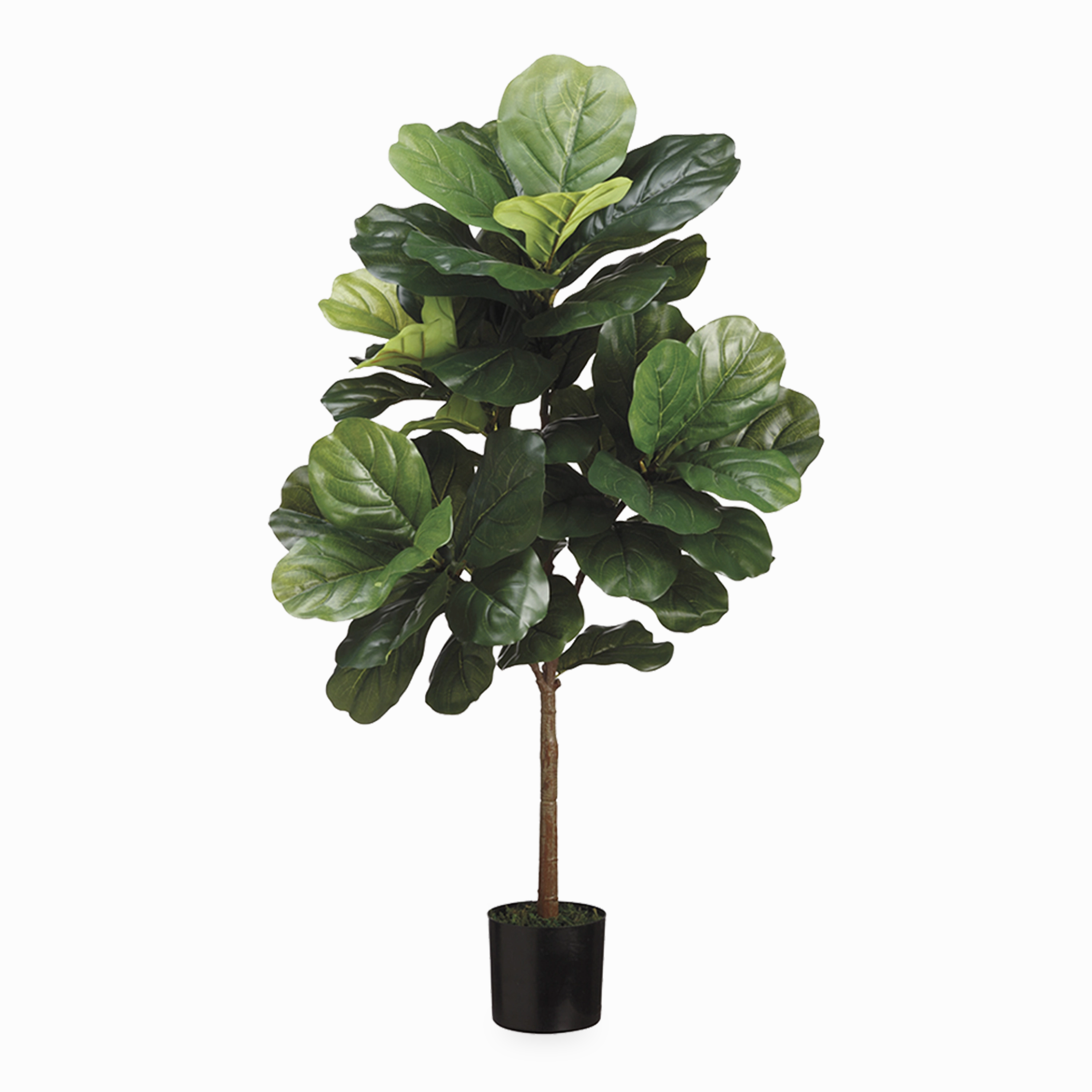 Fiddle Leaf Tree elegant wall decor