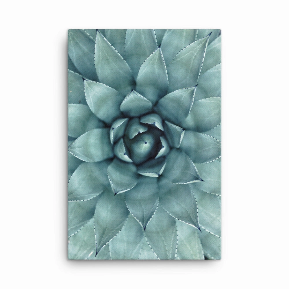 Flower Cactus - Canvas