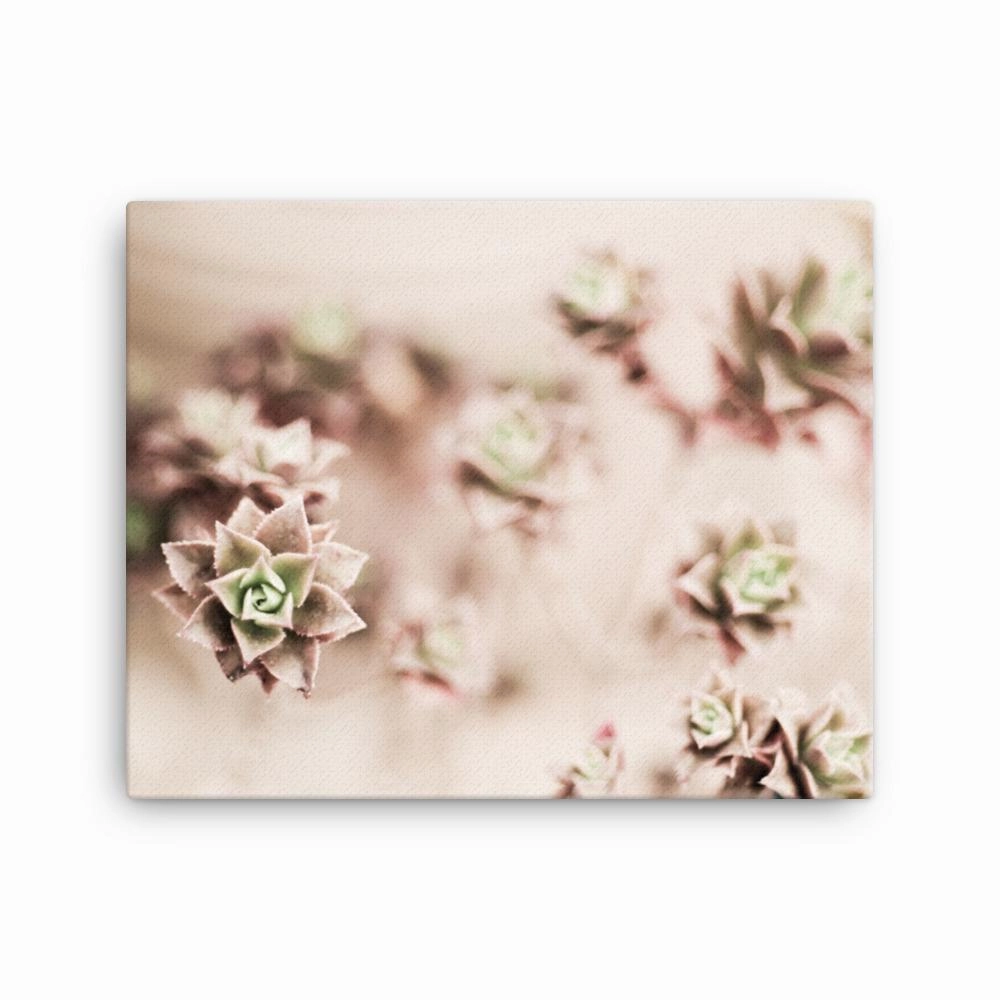 Flower Cactus - Leinwand