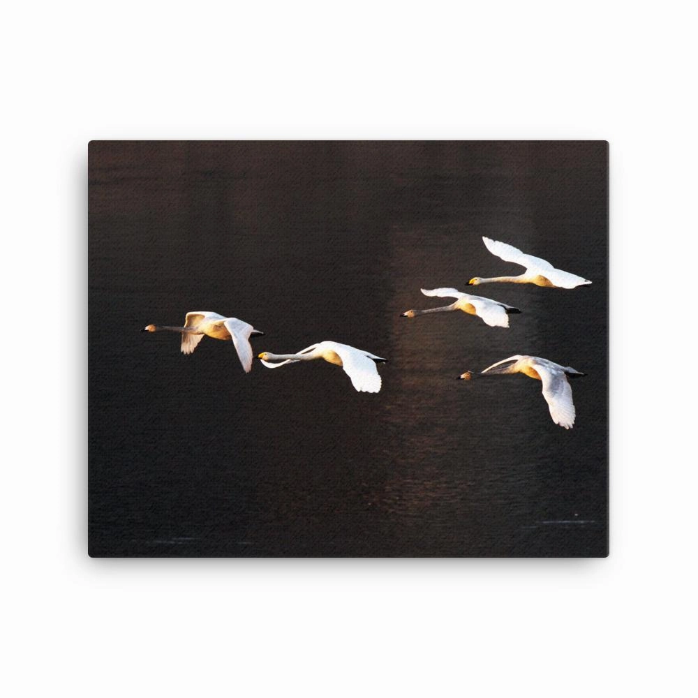 Flying swans - canvas
