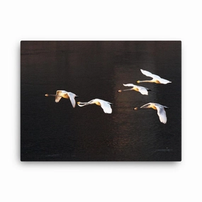 Flying swans - canvas canvas mural art
