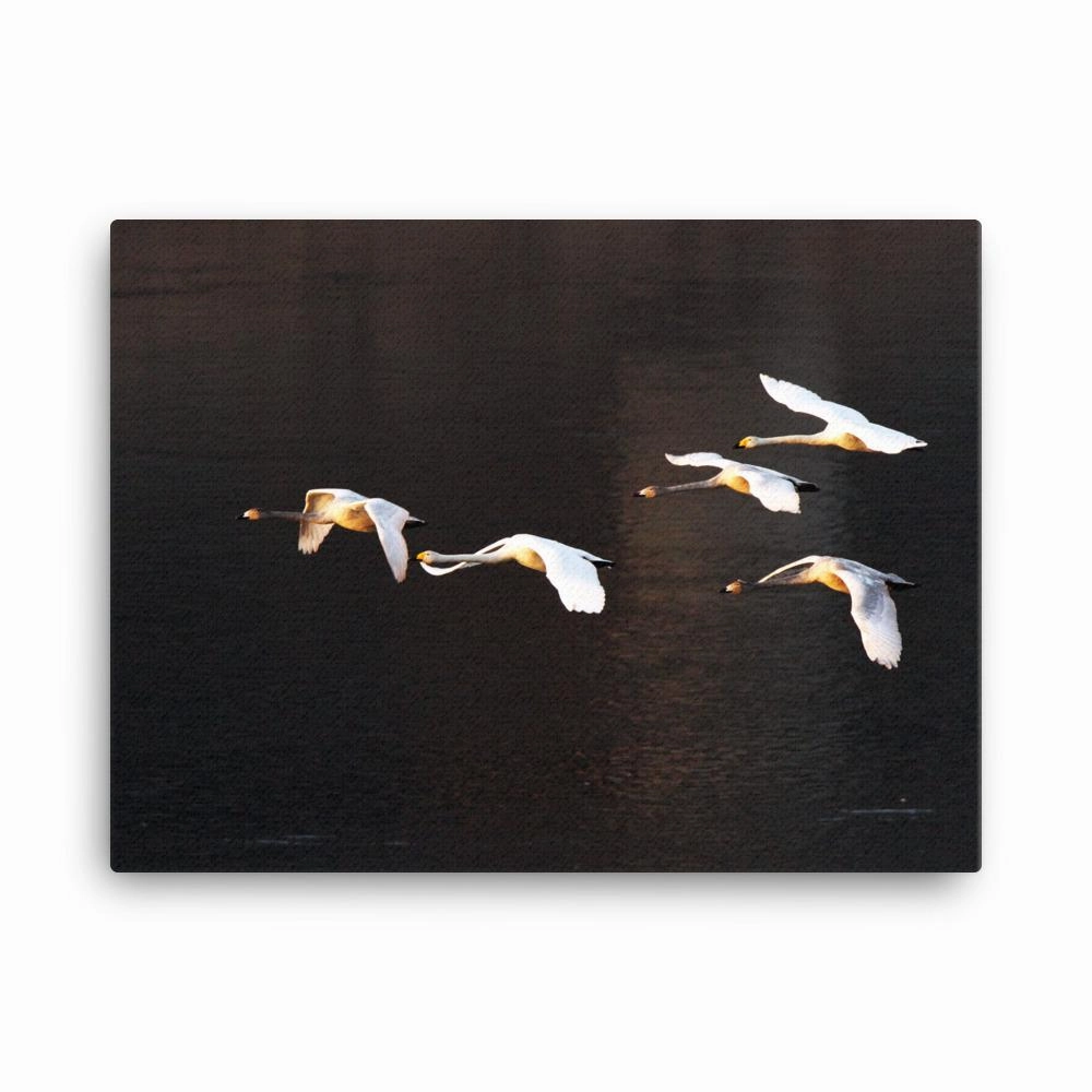 Flying swans - canvas canvas mural art