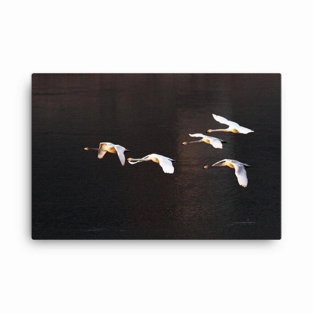 Flying swans - canvas