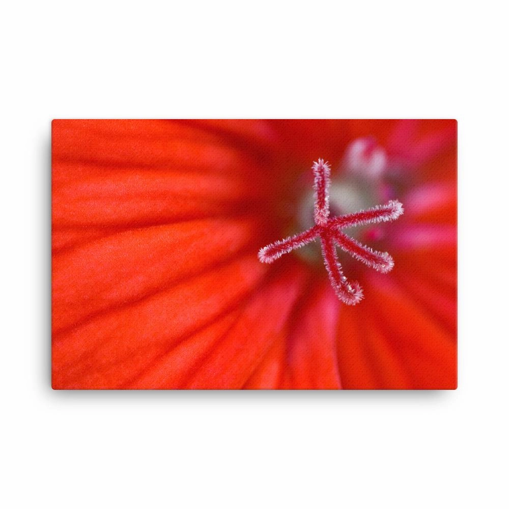 Geranium - canvas