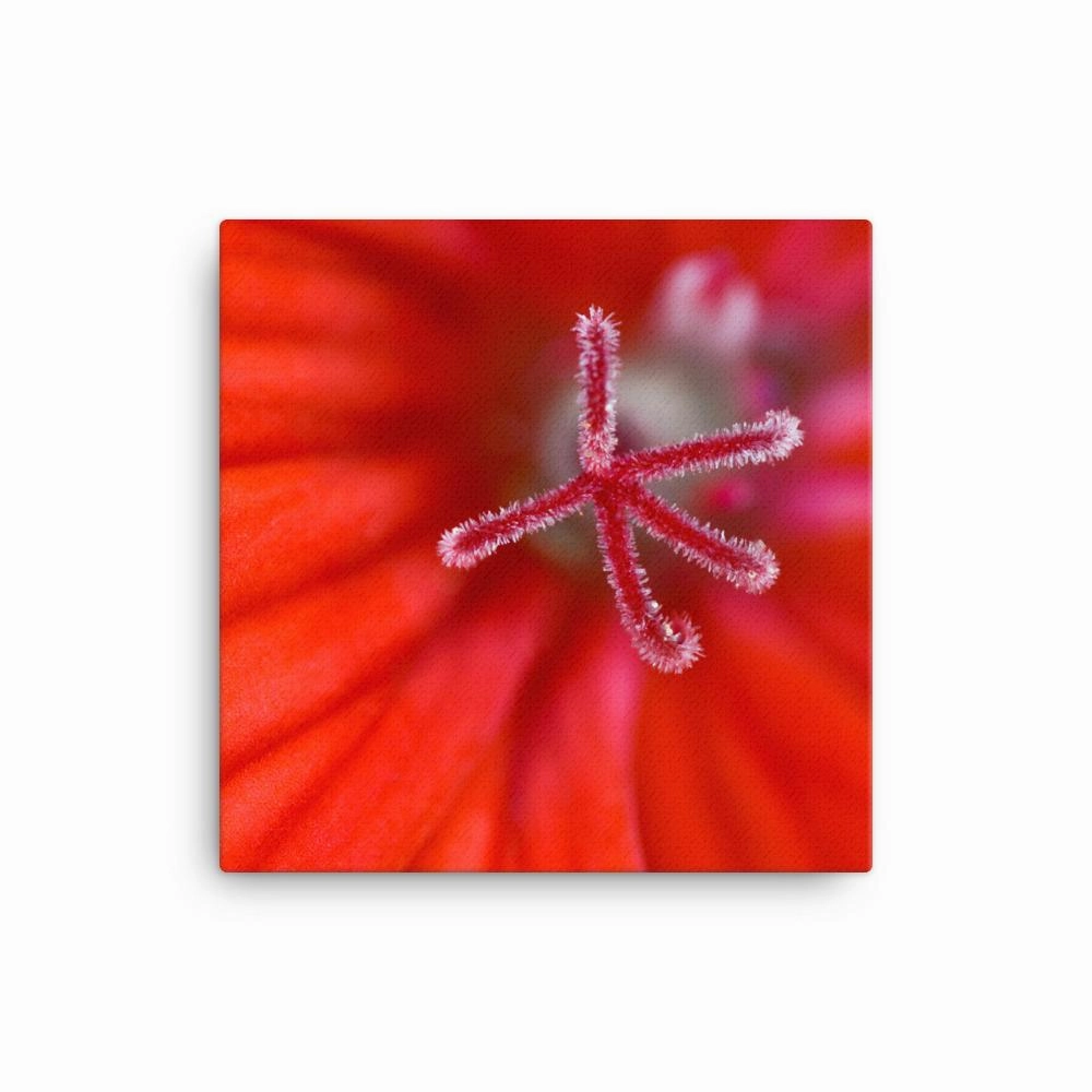 Geranium - canvas